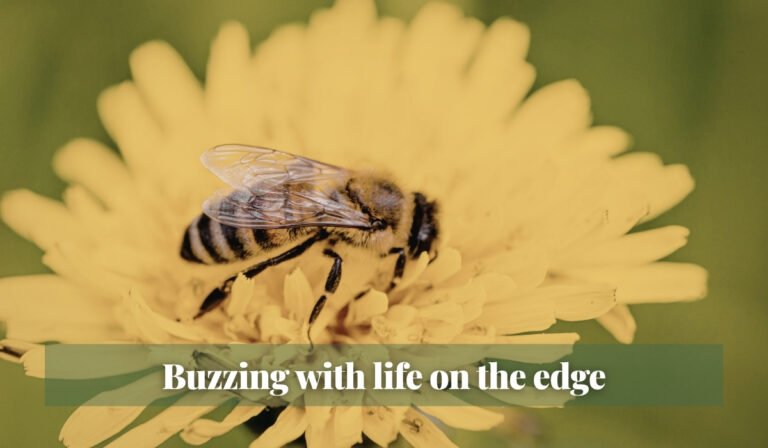Read more about the article Buzzing with life on the edge