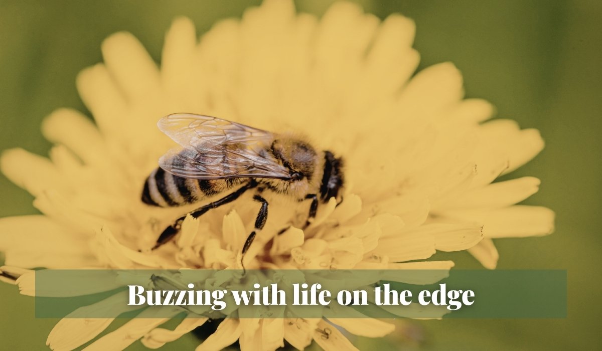 Read more about the article Buzzing with life on the edge