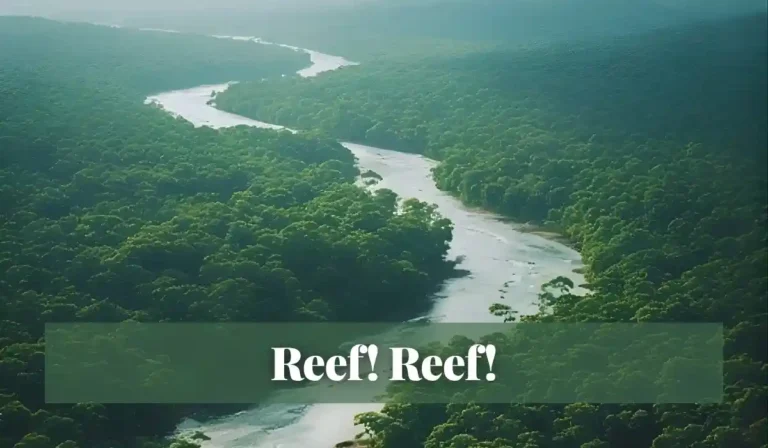 Read more about the article Reef! Reef!