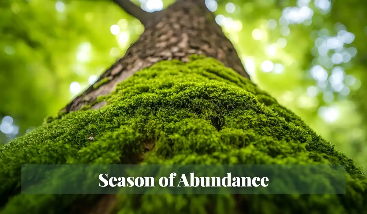 Read more about the article Season of Abundance