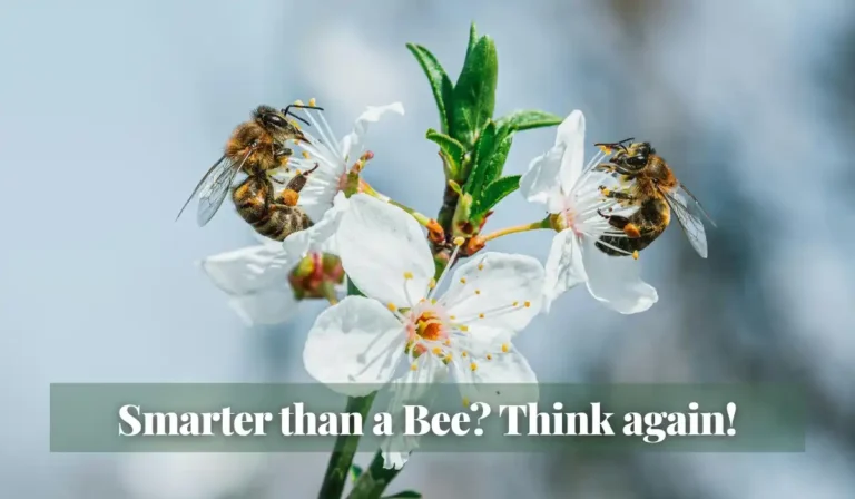 Read more about the article Smarter than a Bee? Think again!