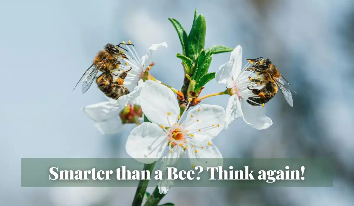 You are currently viewing Smarter than a Bee? Think again!