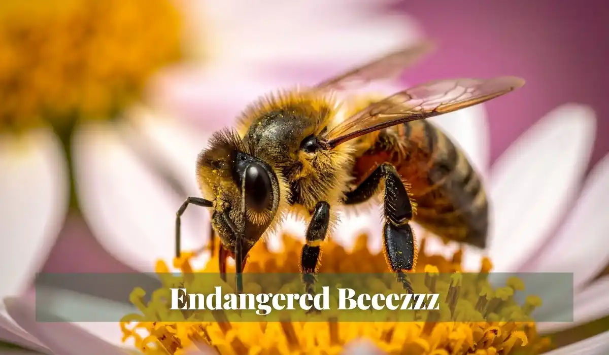 You are currently viewing Endangered Beeezzz