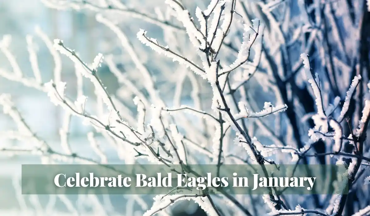 You are currently viewing Celebrate Bald Eagles in January