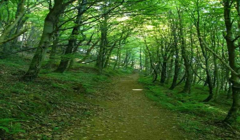 Read more about the article Building Nature inclusive lifestyle