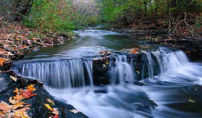 Read more about the article How Nature Supports Your Creativity