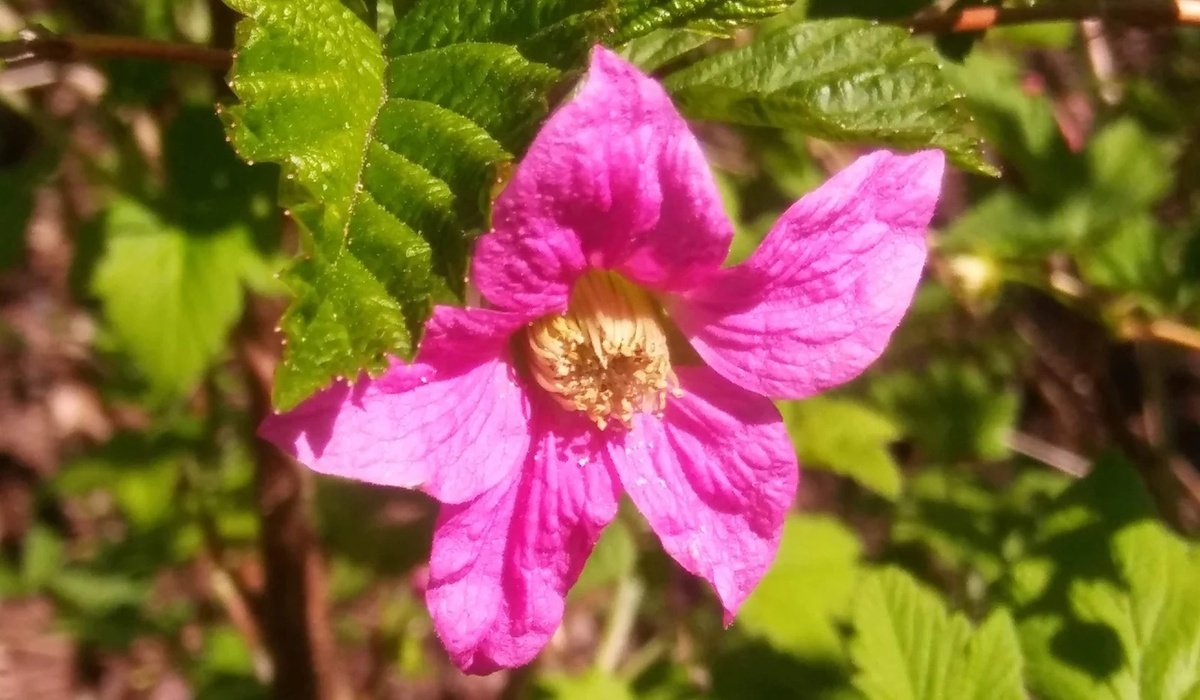 Read more about the article Earth Day Pledge: ‘Vitamin G’ Everyday