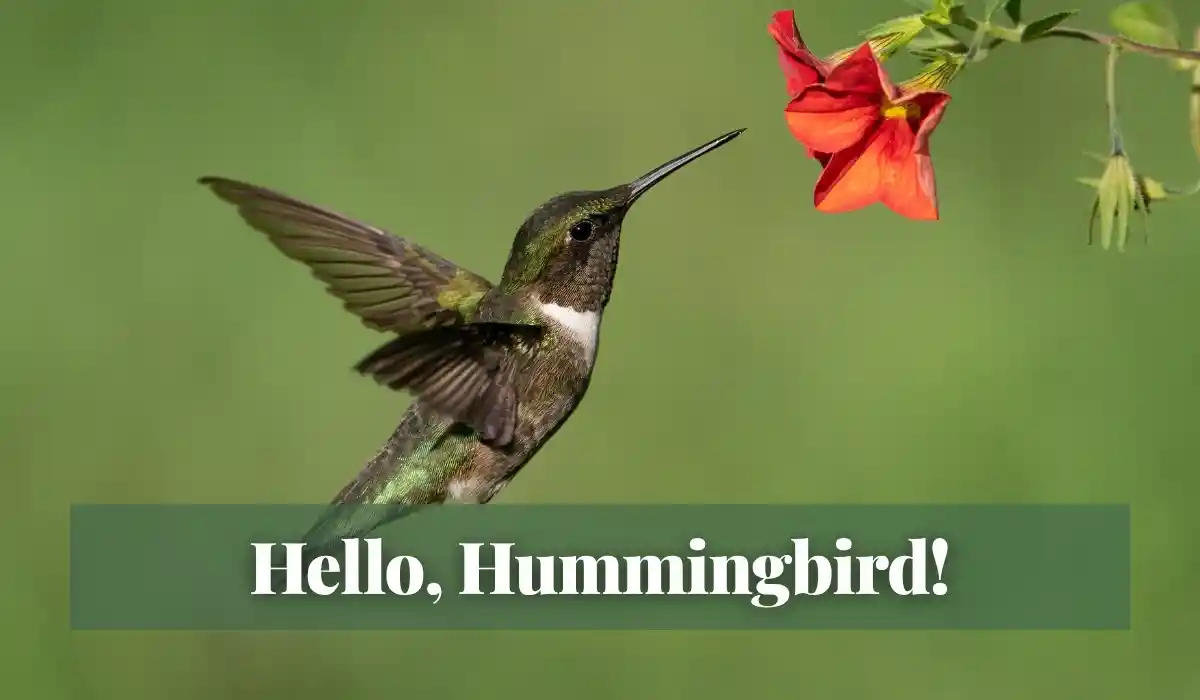 Read more about the article Hello, Hummingbird!