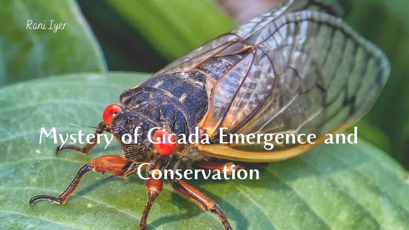 Read more about the article The Resilient Buzz: Unveiling the Mysteries of Cicada Emergence and How Conservation Efforts Can Help