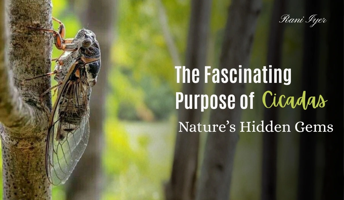 Read more about the article The Resilient Buzz: Unveiling the Mysteries of Cicada Emergence and How Conservation Efforts Can Help