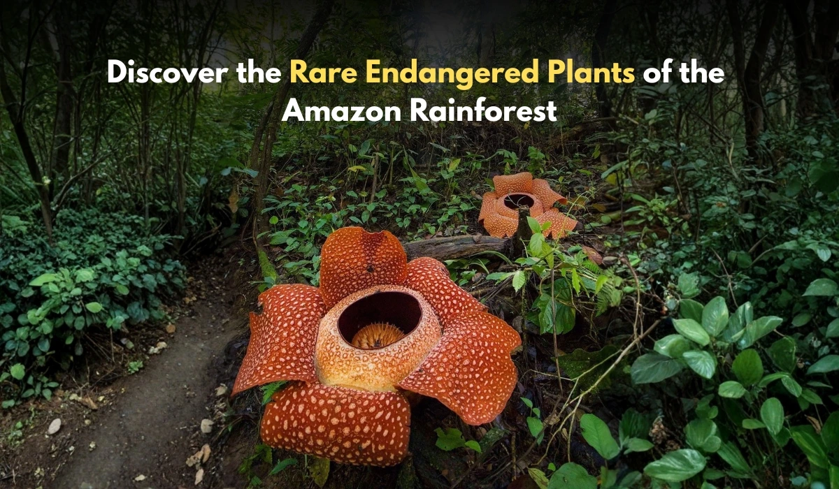 Read more about the article The Amazon Rainforest